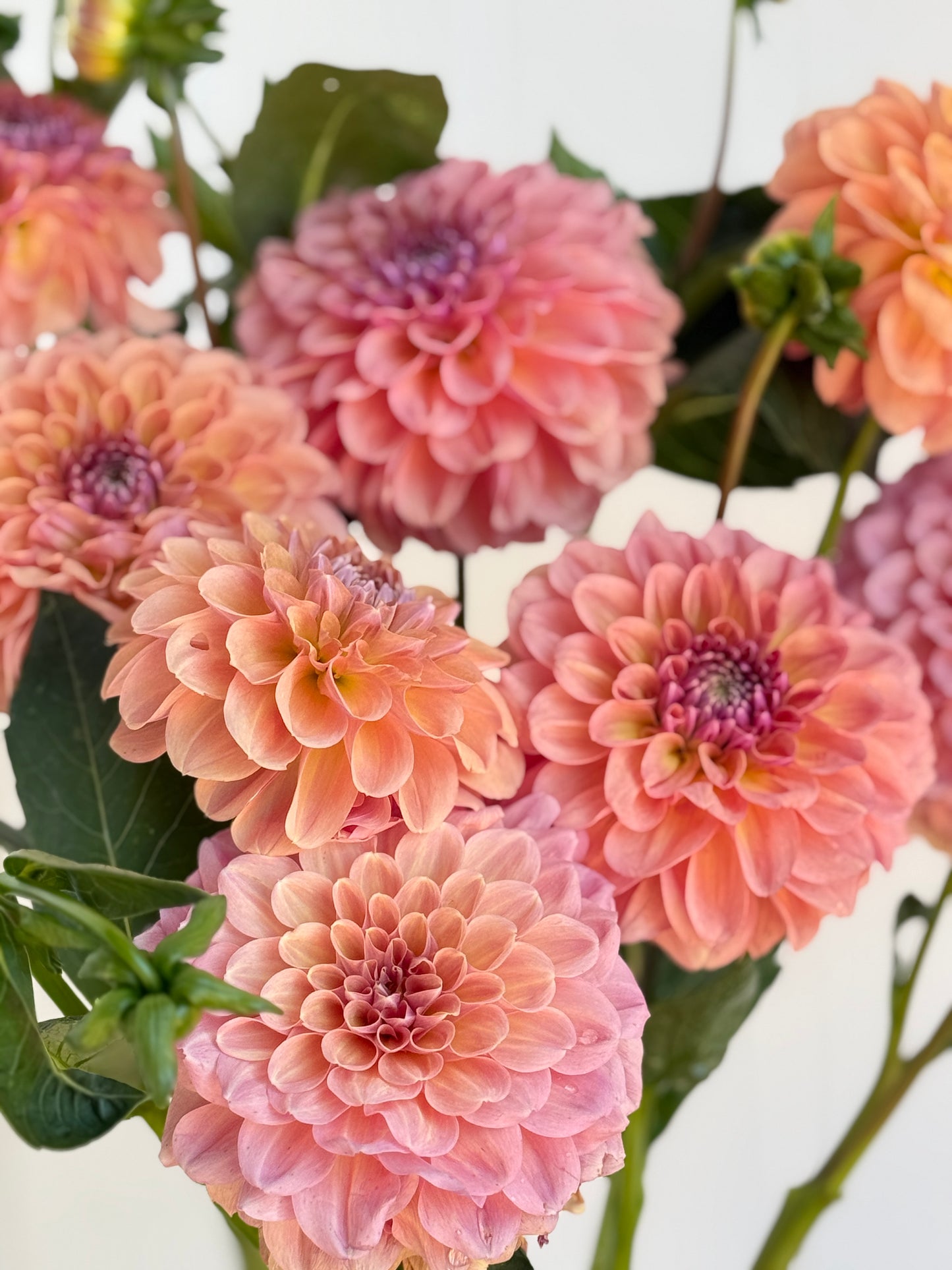 Peaches and Cream
