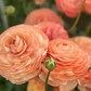 Ranunculus, Salmone