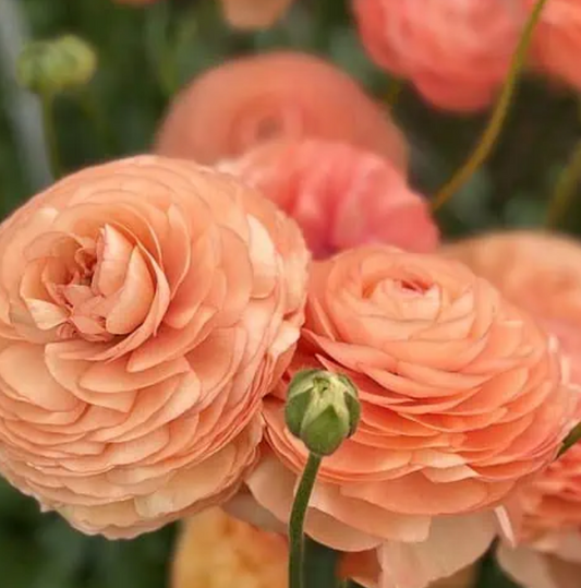 Ranunculus, Salmone