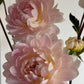 Waterlily Dahlia