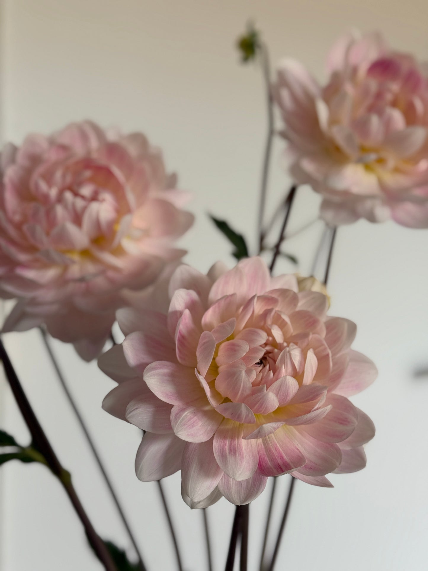 Kelgai Ann Waterlily Dahlia
