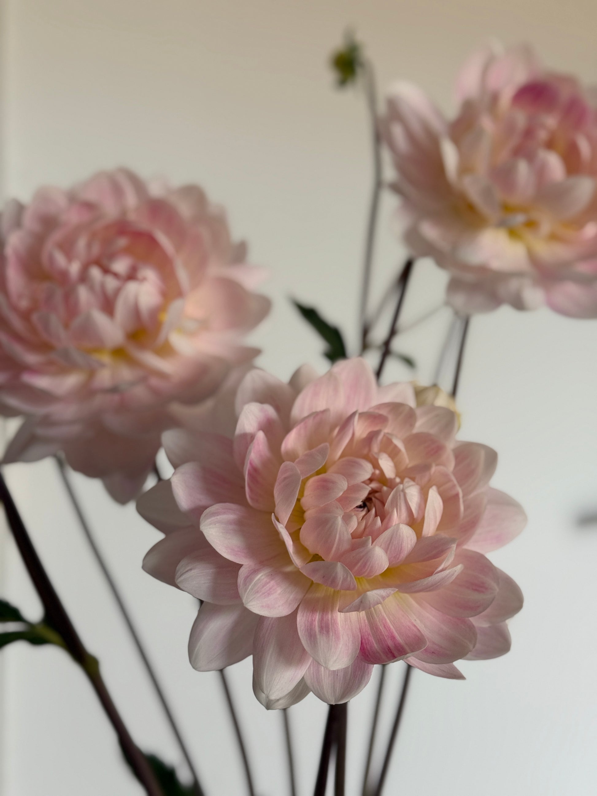 Kelgai Ann Waterlily Dahlia
