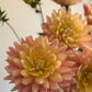 Stunning waterlily dahlia, Lainie's Joy, pink and lemon