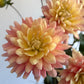 Collection - Romantic Pinks