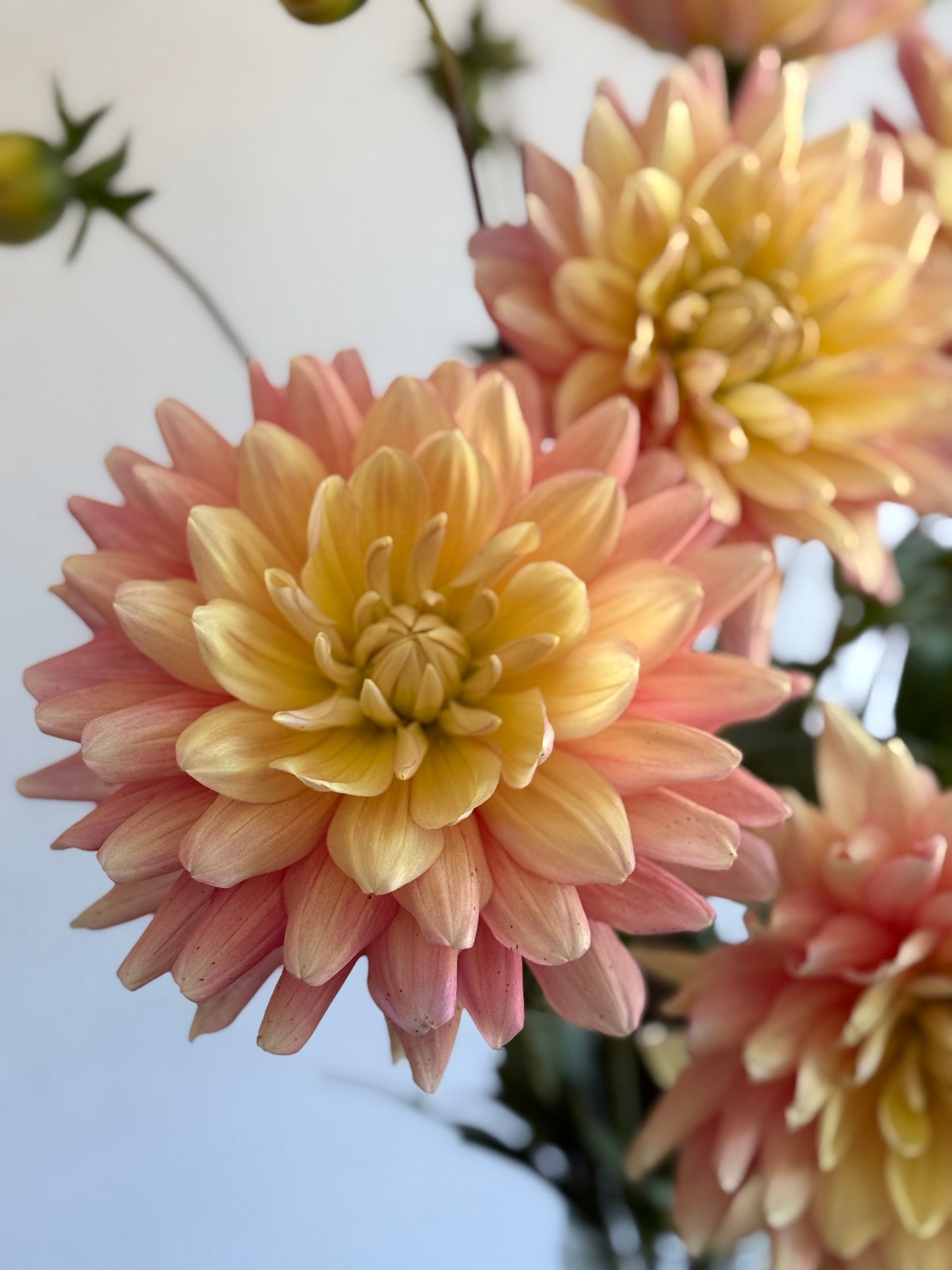 Collection - Romantic Pinks