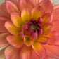 Dahlia, Moray Ashleigh