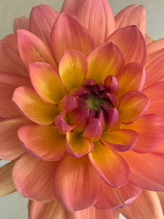 Dahlia, Moray Ashleigh