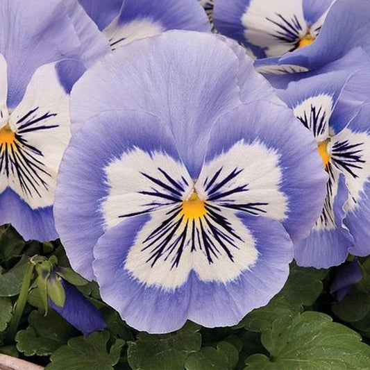 Pansy Cats Marina