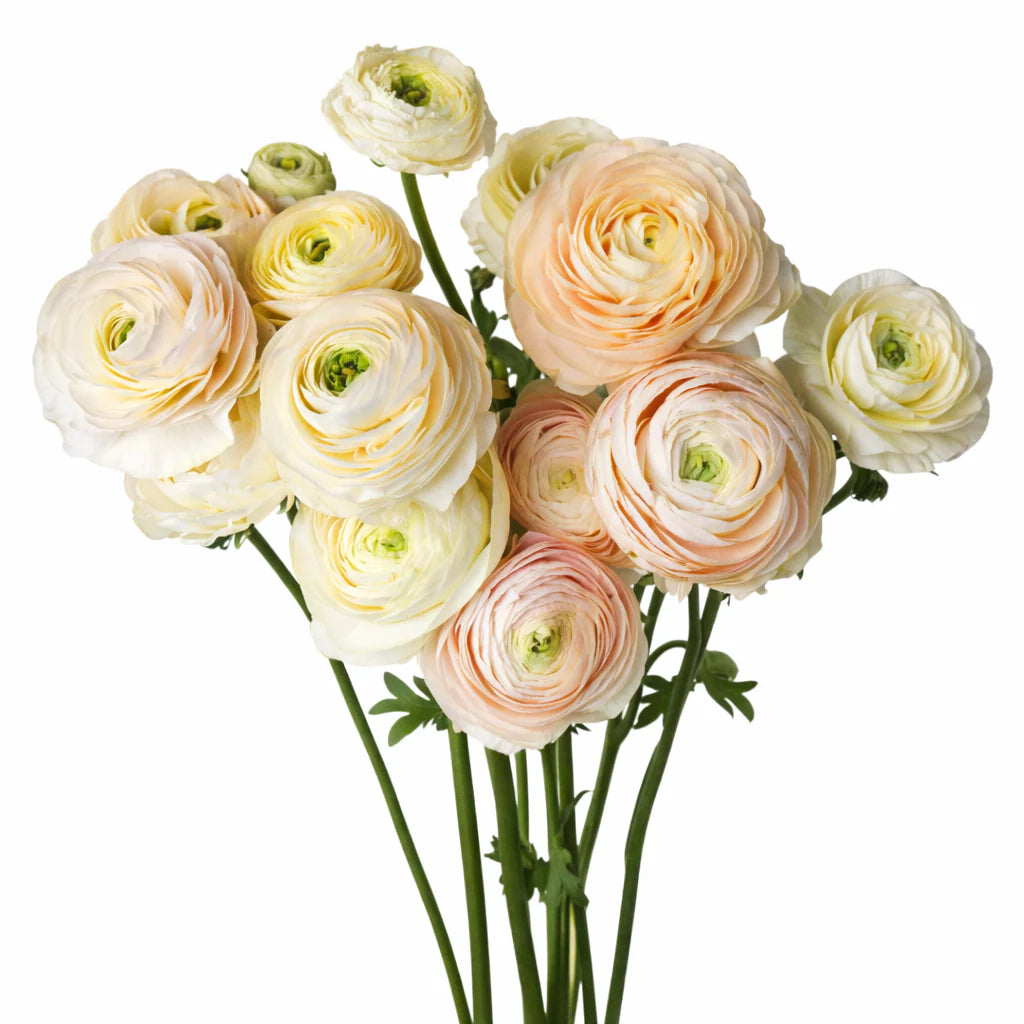 Ranunculus Highline Pastel Wedding