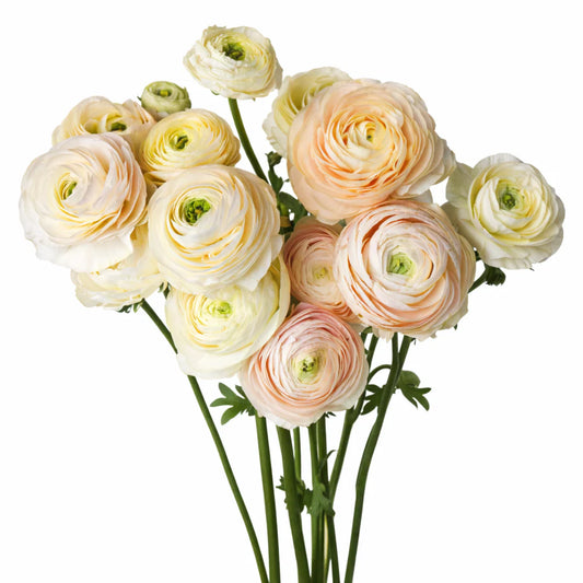 Ranunculus Highline Pastel Wedding
