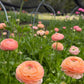 Flower, Salmon