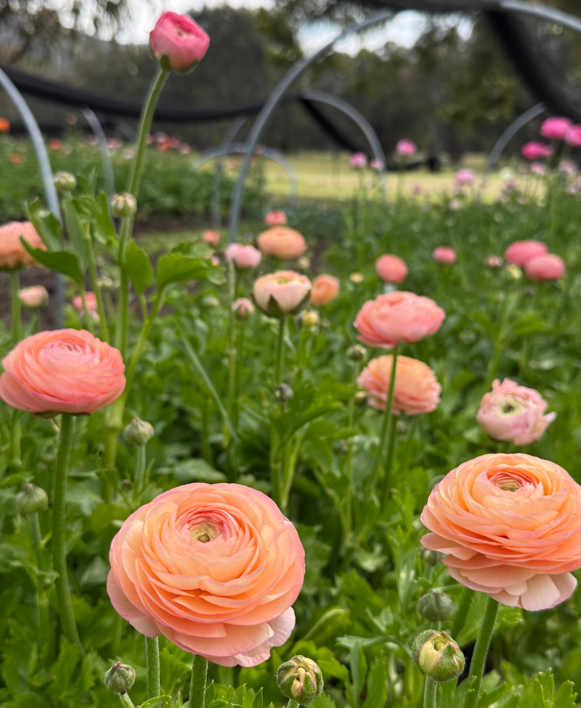 Flower, Salmon