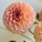Salmon Joy
