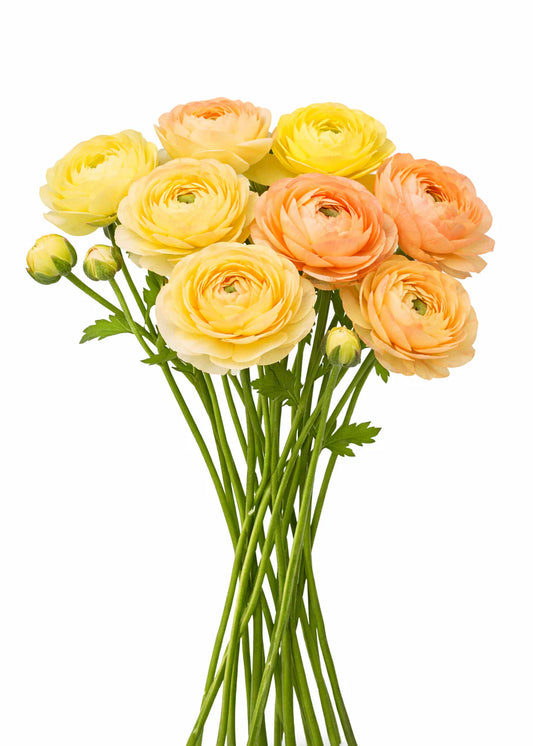 Ranunculus Highline Pastel Lemon