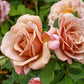 Rose, Soul Sister
