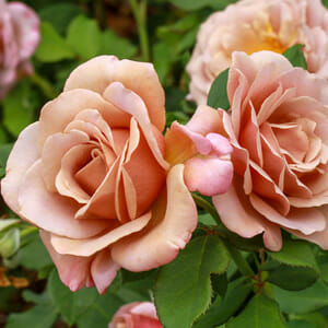 Rose, Soul Sister