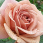 Rose, Soul Sister