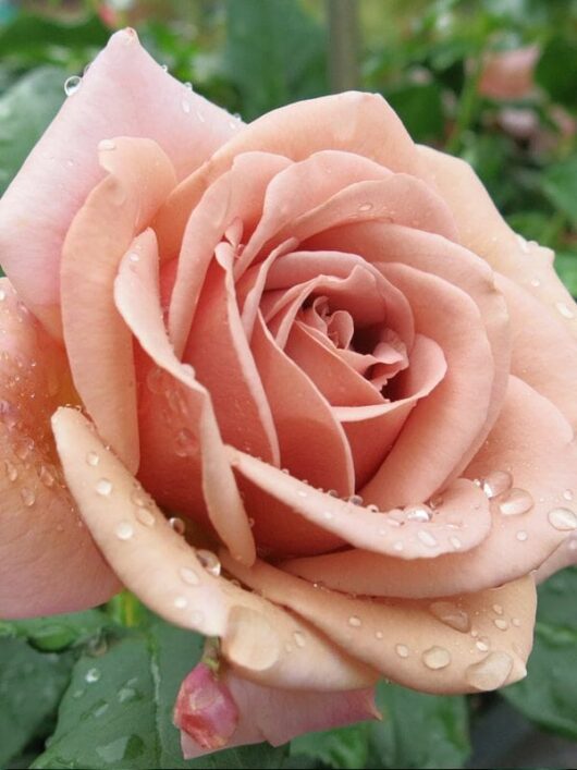 Rose, Soul Sister