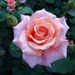 Rose, Warm Wishes