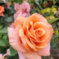 Rose, Warm Wishes