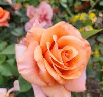 Rose, Warm Wishes