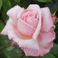 Rose, Aotearoa