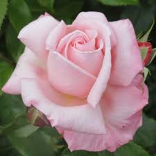 Rose, Aotearoa