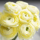 Elegance Crema