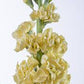 Stock, Iron Yellow