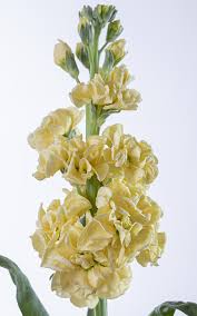 Stock, Iron Yellow