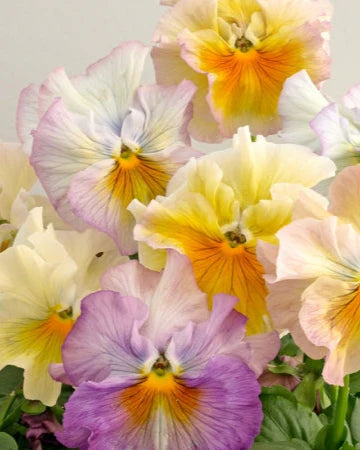 Pansy, Flamenco Azure Limonette