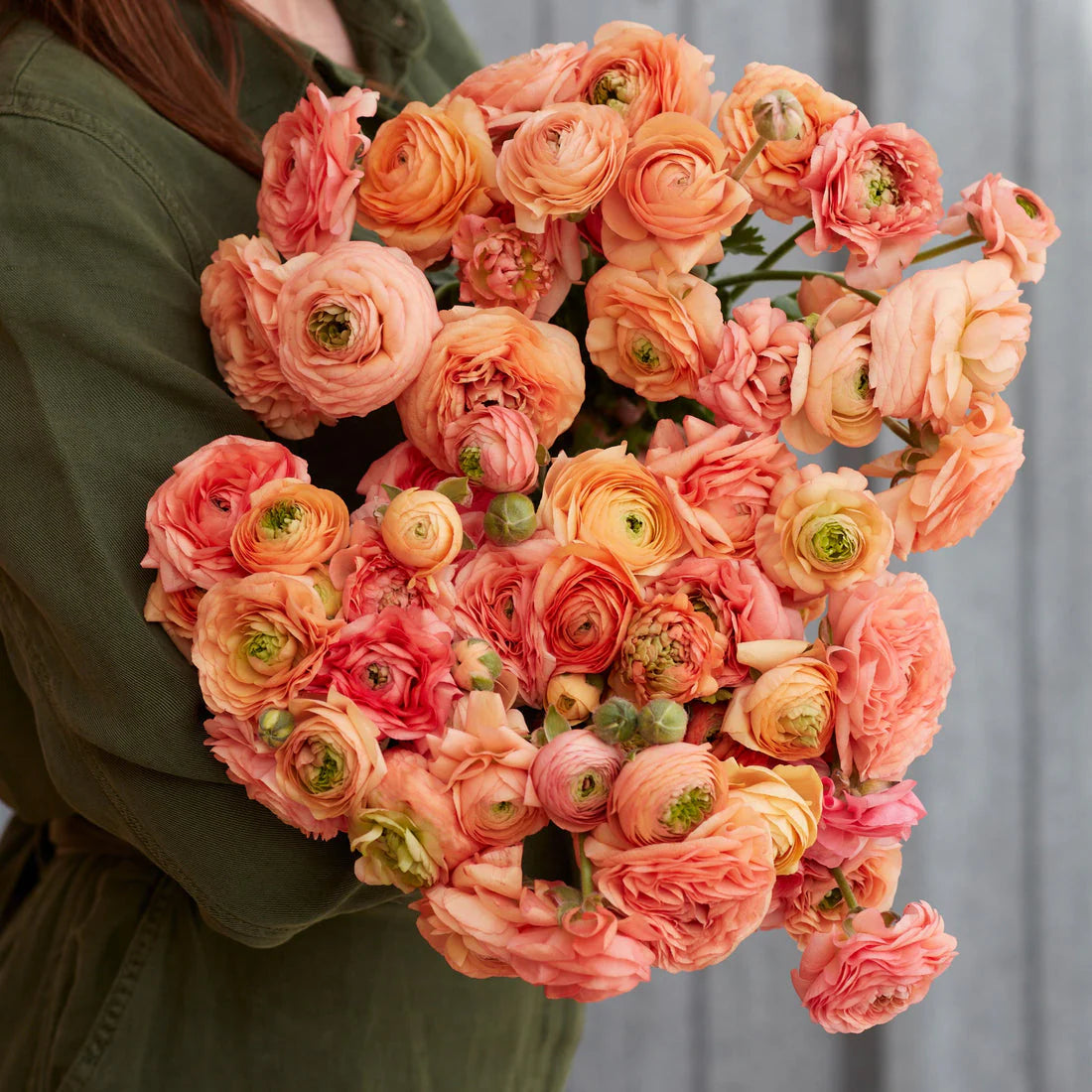 Ranunculus Highline Salmon